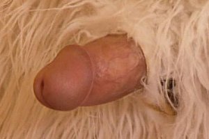 欧美性Ⅹxxx18